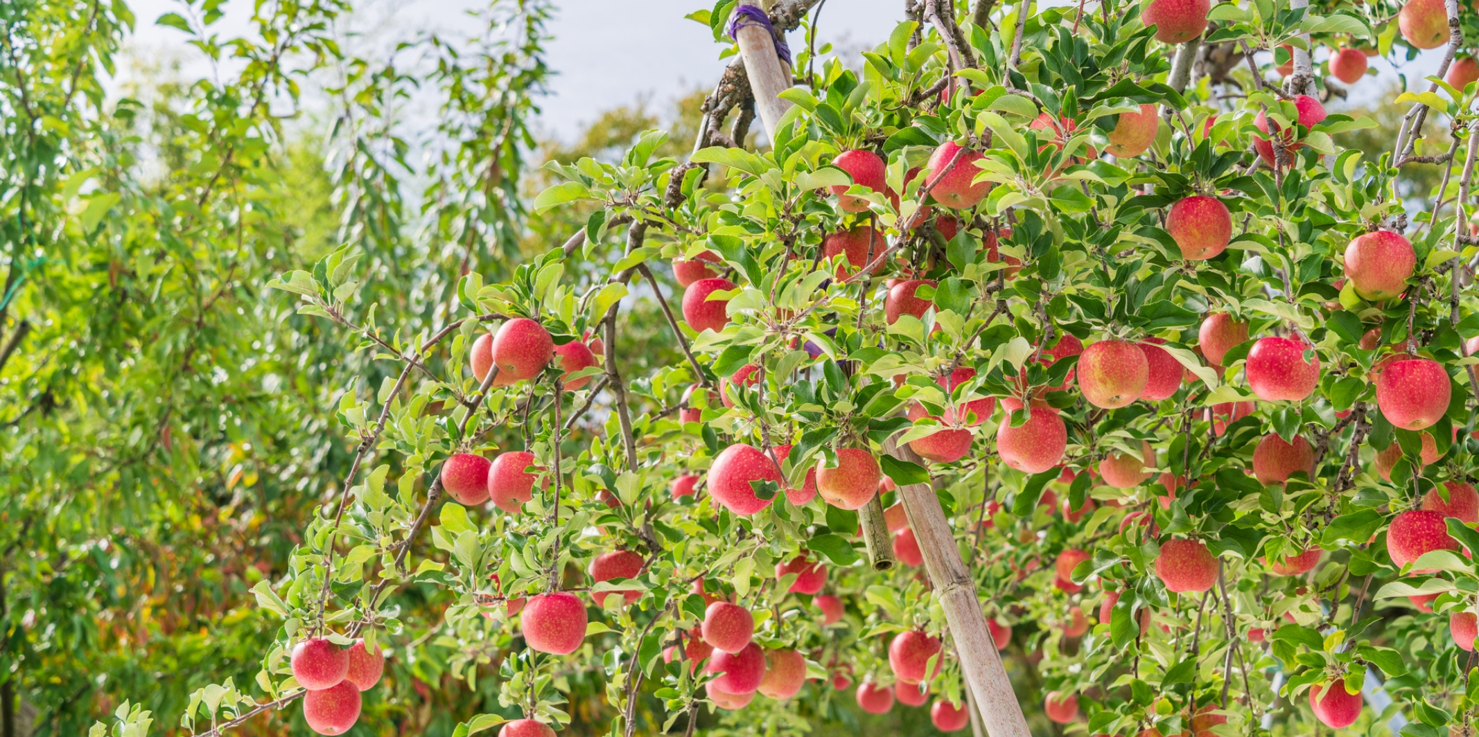 育てる｜はやし果樹園