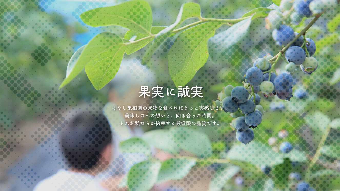 樹木・果実 改訂新版/Ｇａｋｋｅｎ/林弥栄（文庫） 金柑の苗木【果樹の苗木 7号】｜ 【植物のITANSE】全品